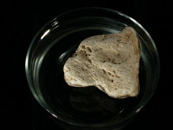 Bimsstein im Wasserbad. © Sammlung Institut f. Geologische Wissenschaften, FU Berlin