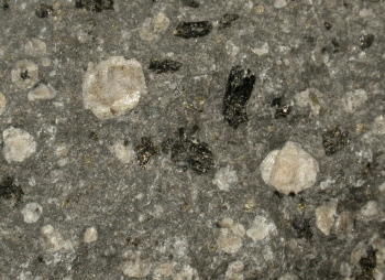 Leucitit mit weißen Leucitkristallen. © Sammlung Institut f. Geologische Wissenschaften, FU Berlin