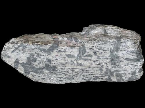 Garbenschiefer. © Sammlung Institut für Geologische Wissenschaften, FU Berlin
