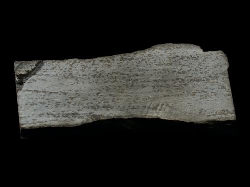 Knotenschiefer. © Sammlung Institut f. Geologische Wissenschaften, FU Berlin