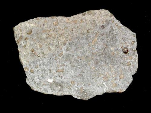 Echinodermen-Bioklastkalk, Breite des Handsstücks 15 cm. © Sammlung Institut für Geologische Wissenschaften, FU Berlin