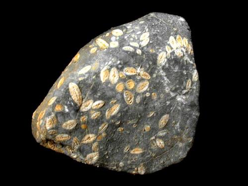 Foraminiferen (Nummuliten)-Bioklastkalk, Bildbreite 10 cm. © Sammlung Institut für Geologische Wissenschaften, FU Berlin