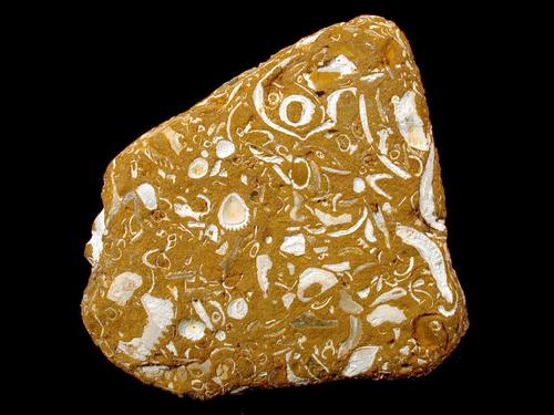 Pelecypoden-Bioklastkalk, Bildbreite 10 cm. © Sammlung Institut für Geologische Wissenschaften, FU Berlin