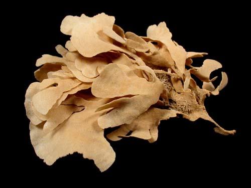 se_fossilien_bryozoen