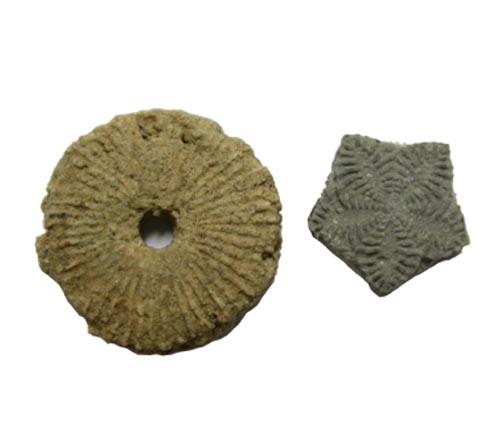 Crinoiden-Stielglieder; links: Apiocrinius sp., rechts: Pentacrinus sp. Länge der Objekte 12 bzw. 8 mm. © U. Schudack. Institut für Paläontologie. FU-Berlin.