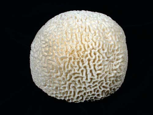 Koralle. Bildbreite 11 cm. © D. Mertmann