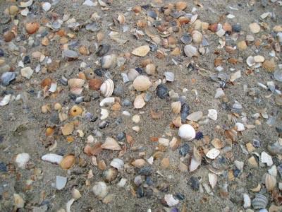 Muschelschalen an einem Strandspülsaum (Spiekeroog). © D. Mertmann.