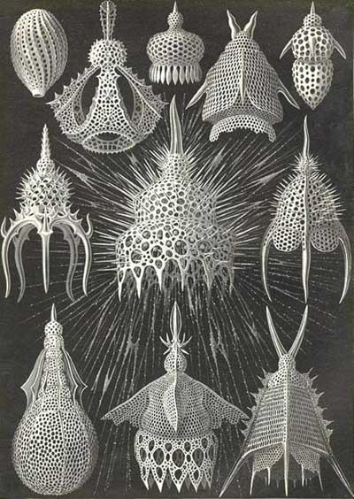 Radiolarien.