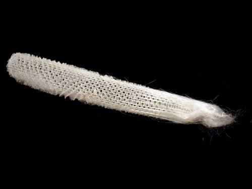 Kieselschwamm. Länge des Objektes 26 cm. © D. Mertmann