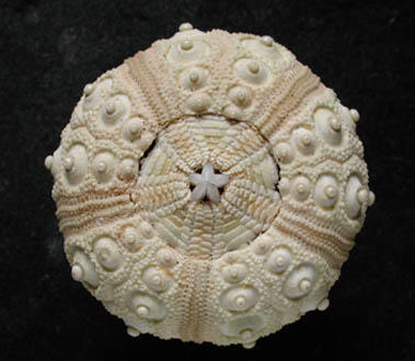 Seeigel. Länge des Objekts ca. 7,5 cm. © U. Schudack. Paläontologisches Institut, FU-Berlin