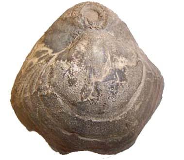Terebratula - Ob. Kreide. Länge des Objekts 5 cm. Photo U. Schudack. Paläontologisches Institut, FU-Berlin