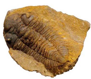 Trilobit. Länge des Objektes 4,5 cm. © D. Mertmann.