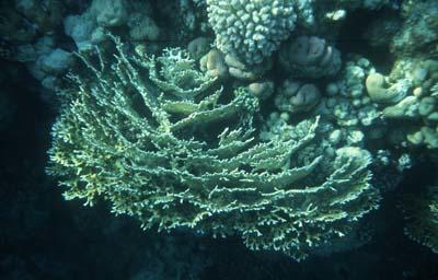 se_karbonate_korallen_insitu