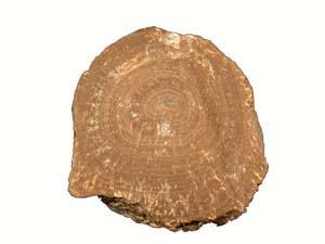 Einzelnes Onkoid mit unregelmäßig welligem Lagenbau um einen Kern. (Bildbreite 5 cm). © PETROgraph, Sammlung Institut für Geologische Wissenschaften, FU Berlin.