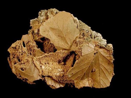 Sinterkalk mit Blattabdrücken (Harzvorland). Bildbreite 18 cm. © PETROgraph, Sammlung Institut für Geologische Wissenschaften FU Berlin.