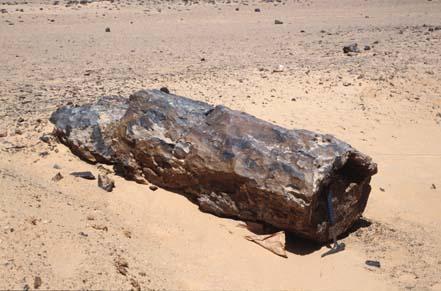 Verkieselter Baumstamm (Bahariya, Ägypten). © D. Mertmann