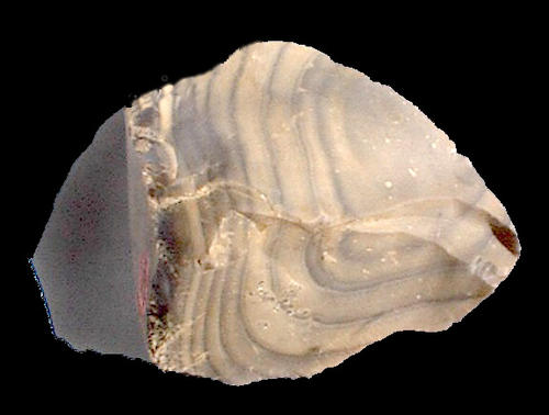 Gebänderte Chertknolle (Rügen, Deutschland). Bildbreite 8 cm. PETROgraph, Sammlung Institut für Geologische Wissenschaften, FU Berlin