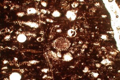Dünnschliff eines Radiolarits mit Kreisschnitten der gesteinsbildenden Radiolarien. PETROgraph, Sammlung Institut für Geologische Wissenschaften, FU Berlin.