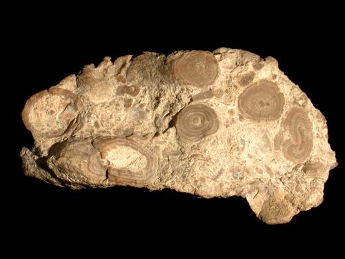 Onkolith, Breite des Handstücks 8 cm. © Sammlung Institut für Geologische Wissenschaften, FU Berlin