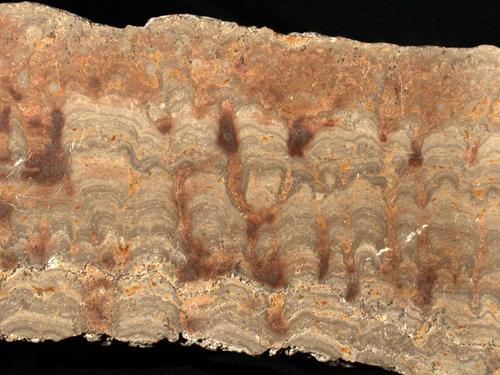 Stromatolith, Bildbreite 12 cm. © Sammlung Institut für Geologische Wissenschaften, FU Berlin