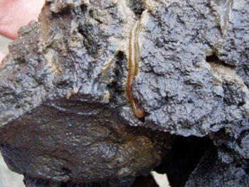 Bioturbation in einem Tonschlamm durch Nereis diversicolor (Schlickwatt, Dangast). Länge des Wurms ca. 9 cm. © D. Mertmann.
