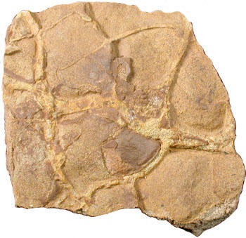 Trockenrisse in einem Sandstein. Bildbreite 25 cm. © PETROgraph, Sammlung Institut für Geologische Wissenschaften FU Berlin